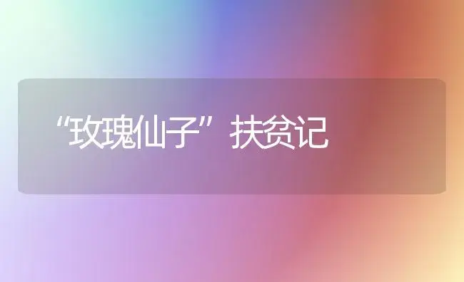 “玫瑰仙子”扶贫记 | 植物知识