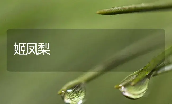 姬凤梨 | 植物百科