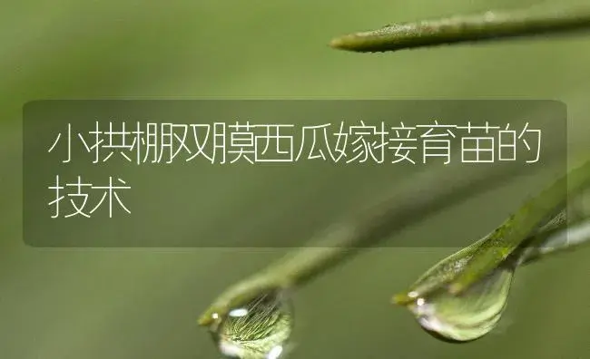 小拱棚双膜西瓜嫁接育苗的技术 | 植物百科