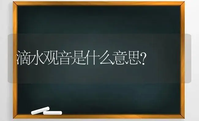 滴水观音是什么意思？ | 植物问答