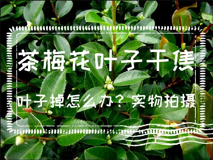 茶梅花叶子干焦叶子掉怎么办？