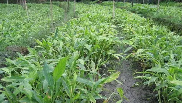 草果种植收入高吗 草果种植一亩要多少苗