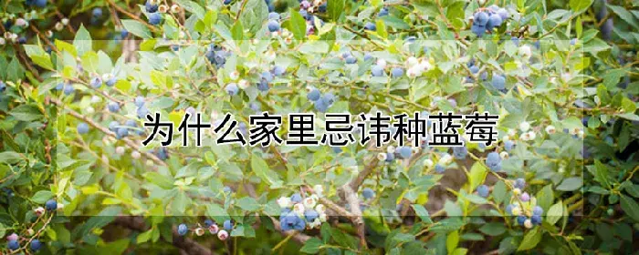 为什么家里忌讳种蓝莓