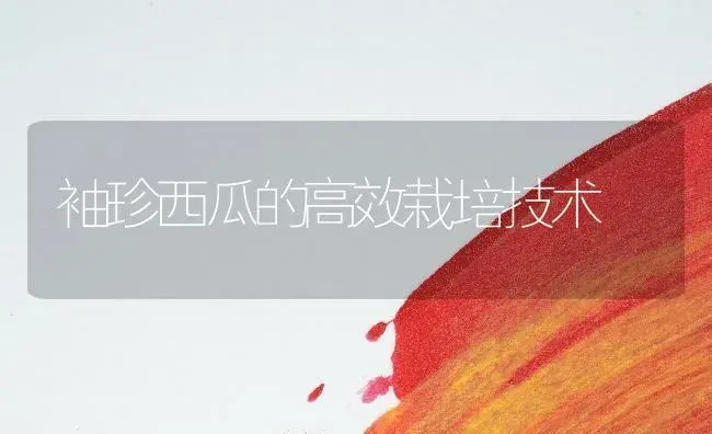 袖珍西瓜的高效栽培技术 | 植物百科