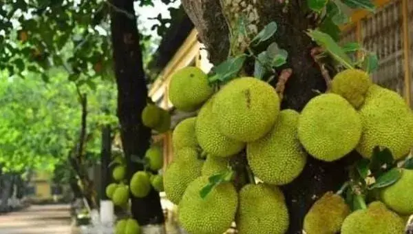 菠萝蜜种子怎么种 菠萝蜜树在北方能种吗
