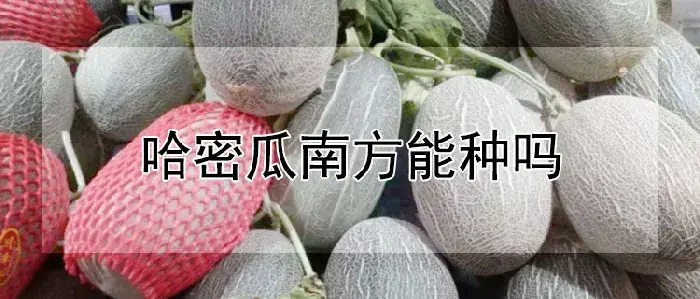 哈密瓜南方能种吗