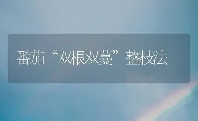 番茄“双根双蔓”整枝法 | 植物科普