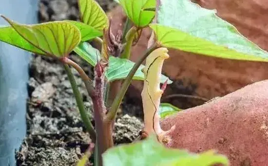 甘薯用根还是用茎繁殖