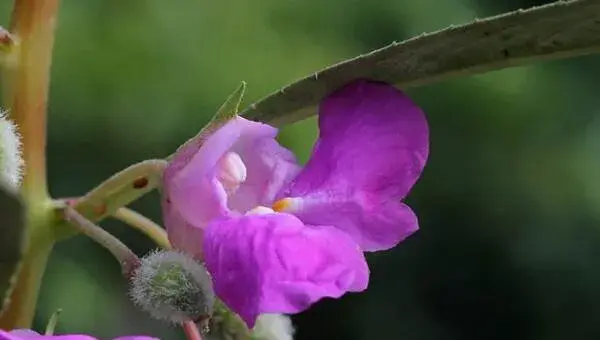 凤仙花种植方法