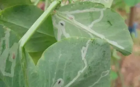 豌豆潜叶蝇的的综合防治技术