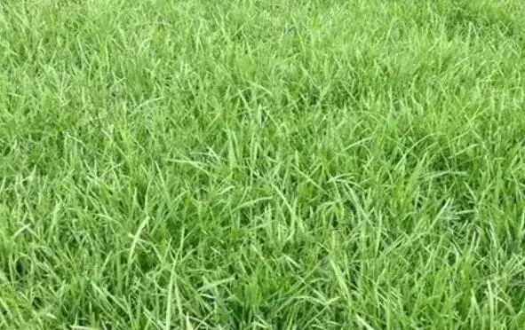 草种子什么时候种为好 （草种子种植注意事项）