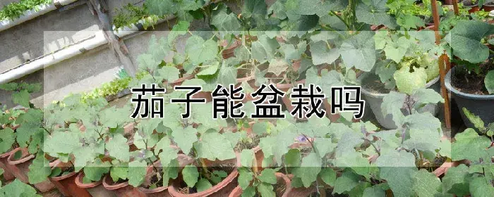 茄子能盆栽吗