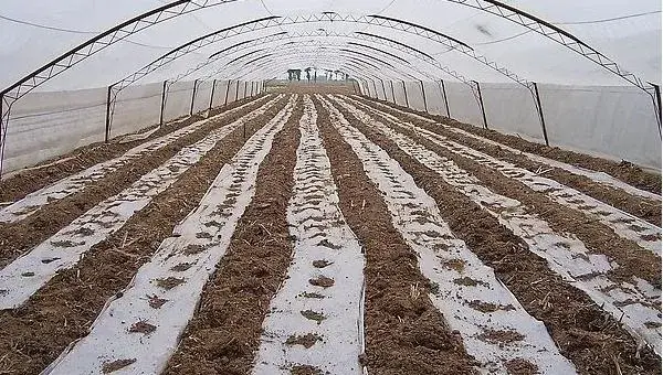 西葫芦种植时间 西葫芦什么时候上市