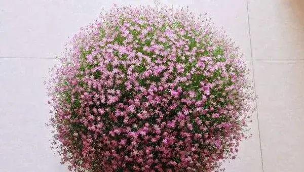 满天星种子种植方法和注意事项