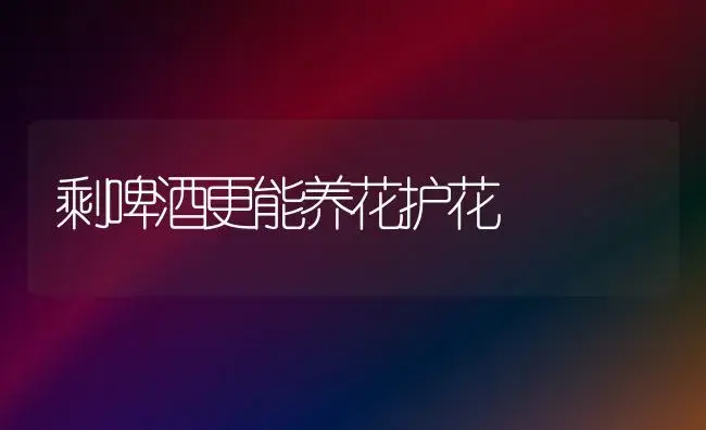 剩啤酒更能养花护花 | 植物知识