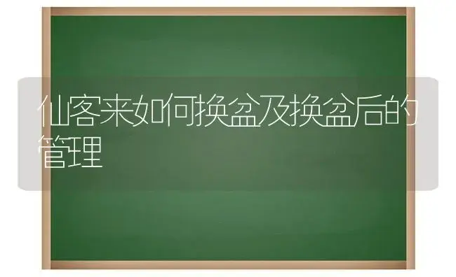 仙客来如何换盆及换盆后的管理 | 植物科普