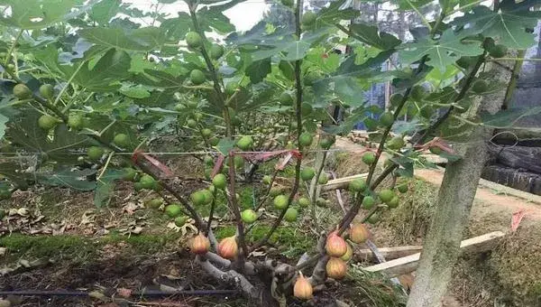 无花果种植技术