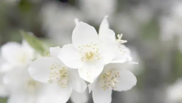 盆栽茉莉花怎么修剪枝叶 茉莉花养护方法