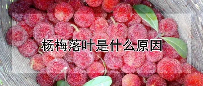 杨梅落叶是什么原因