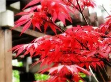 红枫优质壮苗培育技术