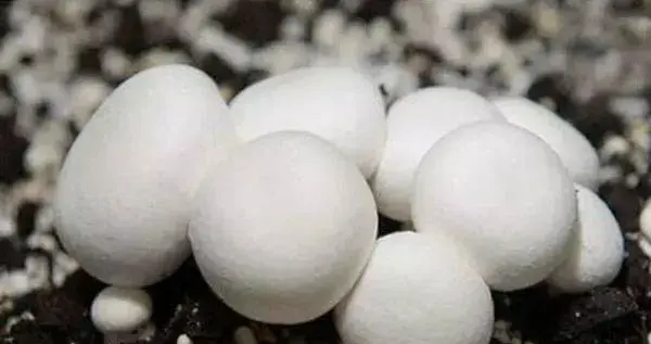 双孢菇市场前景怎么样 种植双孢菇风险大不大