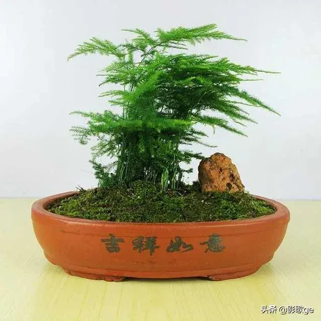 适合养文竹的花盆？