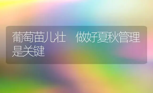 葡萄苗儿壮 做好夏秋管理是关键 | 植物科普