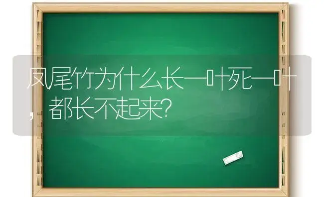 凤尾竹为什么长一叶死一叶，都长不起来？ | 植物问答