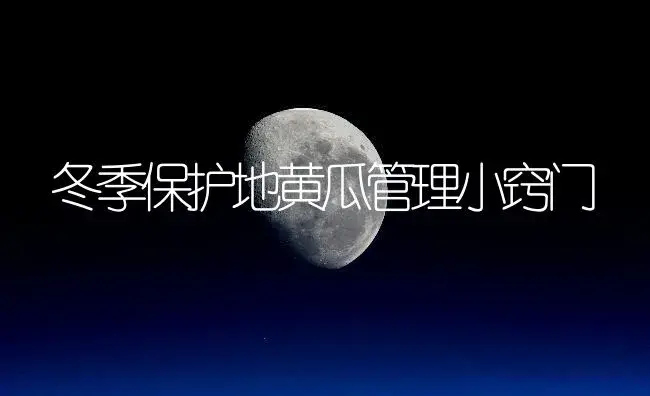冬季保护地黄瓜管理小窍门 | 植物百科