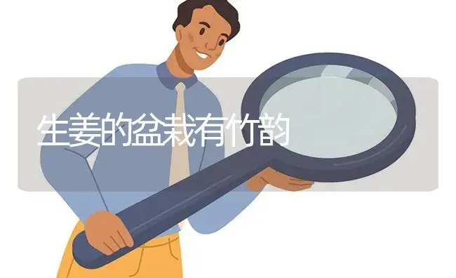 生姜的盆栽有竹韵 | 植物百科