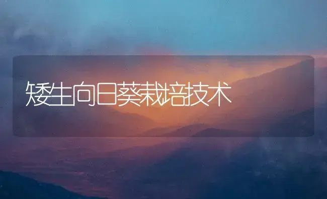 矮生向日葵栽培技术 | 植物知识