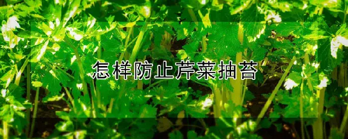 怎样防止芹菜抽苔