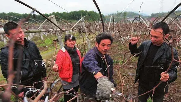 葡萄整形剪枝怎么做