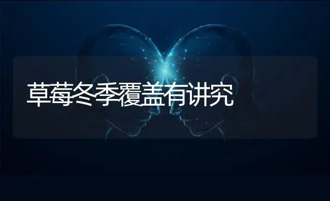 草莓冬季覆盖有讲究 | 植物科普