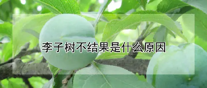 李子树不结果是什么原因