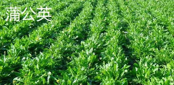 哪些野菜种植前景好 野菜种植一亩能挣多少钱