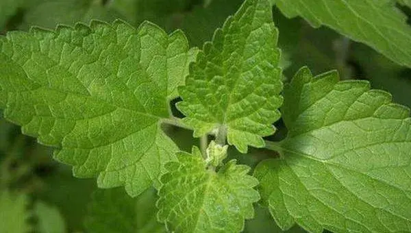 荆芥怎么种 荆芥种植时间和方法