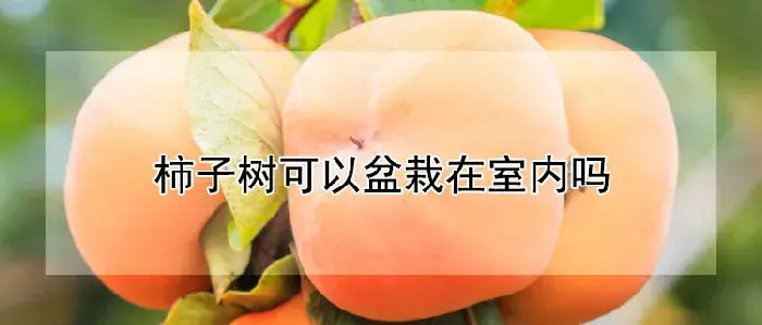 柿子树可以盆栽在室内吗