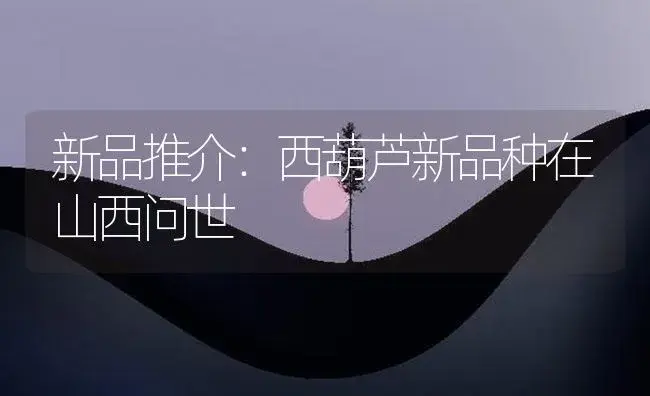 新品推介：西葫芦新品种在山西问世 | 植物百科