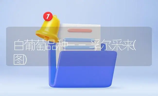 白葡萄品种--孚尔采来(图) | 植物百科