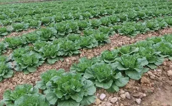 有机白菜种植技术，可条播也可穴播