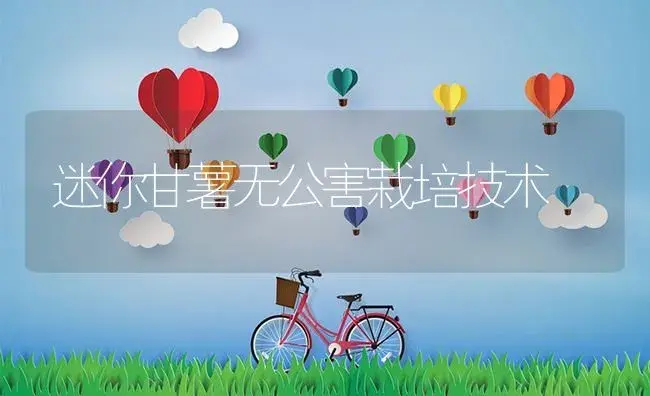 迷你甘薯无公害栽培技术 | 植物资料