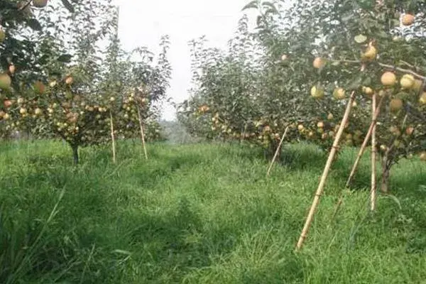 什么药材好种又好销 六个新型农业种植项目