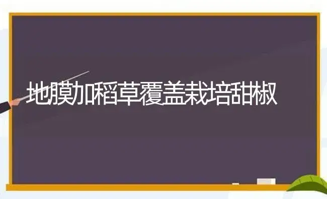 地膜加稻草覆盖栽培甜椒 | 植物科普