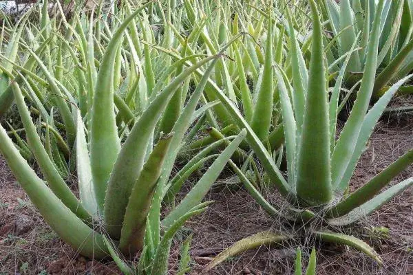 特种蔬菜种植项目有哪些，哪些种植前景好