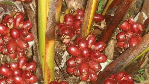 大棚种植什么最赚钱 大棚种植的特点及优势是什么