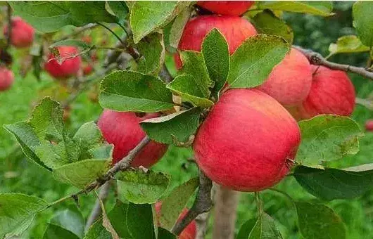 苹果缺锌症状及防治技巧