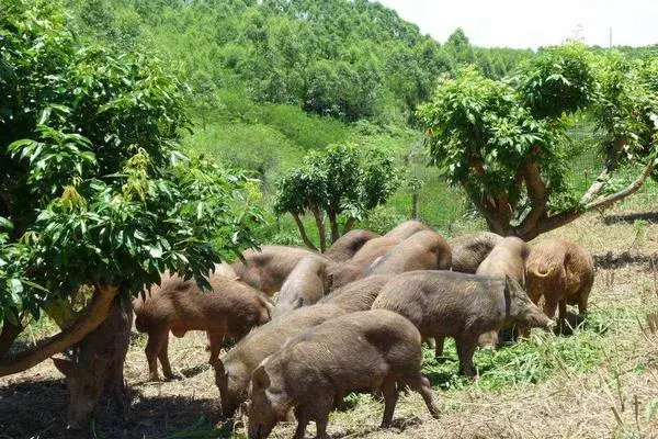 当下火爆的养殖项目有哪些？肉羊肉驴需求大，竹鼠野猪前景好