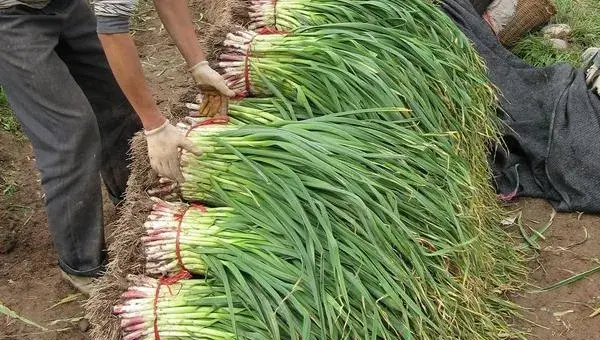 蒜苗怎么种 蒜苗科学种植技术