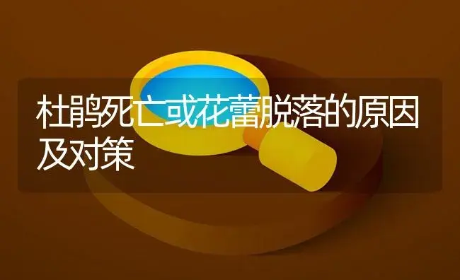 杜鹃死亡或花蕾脱落的原因及对策 | 植物知识